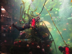 Diver in aquarium at YVR Airport