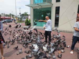 Feeding the pigeons. 